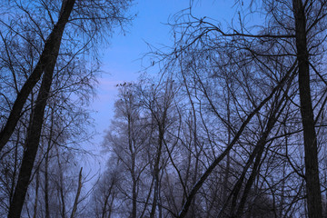 trees in winter
