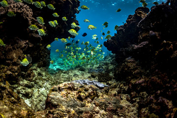 sergeant fish