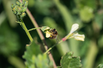 Honeybee on Wild Radish Flower in Winter