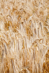 Field of ripe wheat
