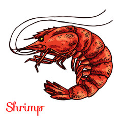 Shrimp isolated vector color sketch icon. Isolated on white background. Hand drawn design element for label, poster and restaurant menu design.