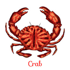 Crab isolated vector color sketch icon. Isolated on white background. Hand drawn design element for label, poster and restaurant menu design.