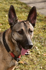 Malinois-Mix Portait