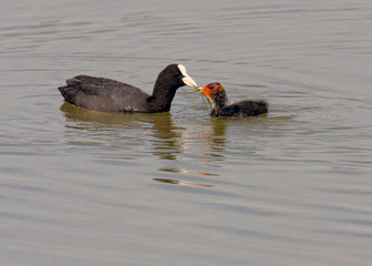  Coot and your baby (Fulica atra)