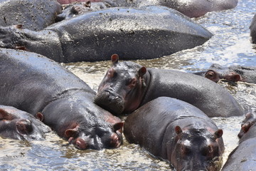 Hippopotamus in Serengeti National Park, Tanzania