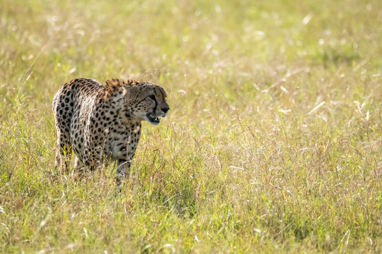 A cheetah walking in the plains of Africa inside the Masai mara national park during a wildlife safari