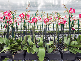 many pink and white orchids in large dutch greenhouse