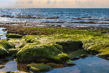 View of the beach at low tide. Stones covered with green wet seaweed with puddles of water between