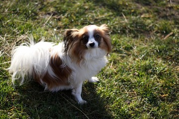 dog puppy on grass smiling at camera 