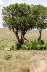 Three Giraffes feeding on leaves of a tree in the plains of Masai Mara National Reserve during a wildlife safari