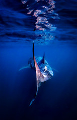 whaleshark