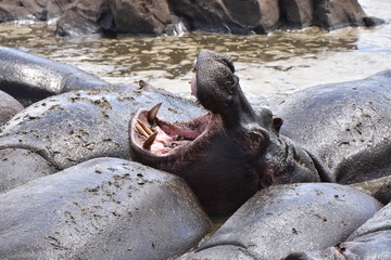 Hippo opening mouth in Serengeti National Park, Tanzania