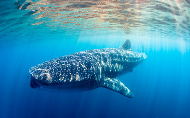 whaleshark