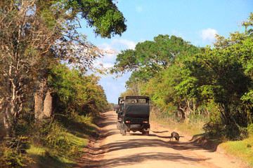 Car safari in Yala National Park, Sri Lanka - obrazy, fototapety, plakaty