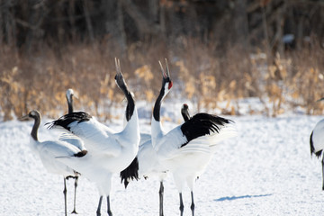 Red-crowned cranes whooping in Tsurui village, Hokkaido, Japan