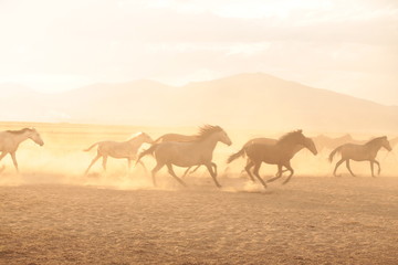 wild horses and cowboys.kayseri turkey
