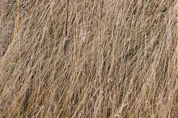 Autumn grass background