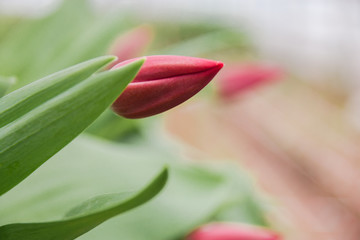 Beautiful pink tulips, spring flowers grown in a greenhouse.Spring flowers and floriculture