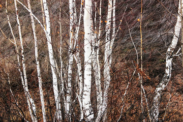 Fototapeta premium Autumn birch forest background