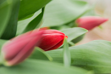 Naklejka premium Beautiful pink tulips, spring flowers grown in a greenhouse.Spring flowers and floriculture
