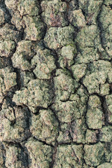 natural texture of birch bark. 