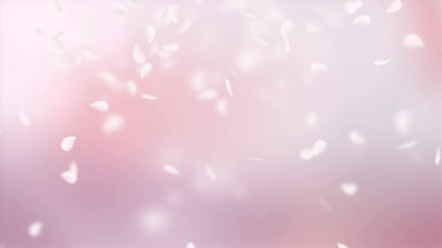 Pink petals of sakura falling on romantic elegant abstract background. Looped 4K motion spring blossom graphic.