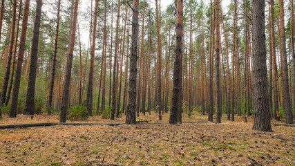 trees in a pine forest