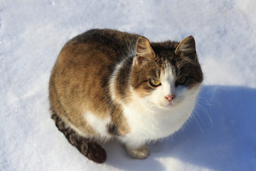 Fototapeta premium cat in the snow
