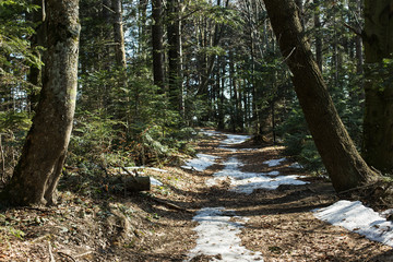 tourist path in the natural forest of the Carpathians