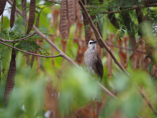 Insect birds