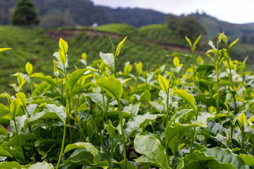 Tea leaf at the tea plantation in Cameron Highland, Malaysia