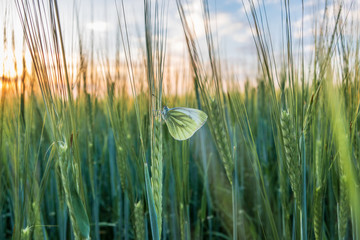 butterfly on leaf of wheat in a field