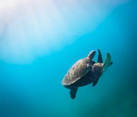 turtle mating