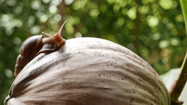 a snail is crawling in circles on a dry coconut, a snail is crawling on a yellow ball, two snails are crawling on a palm tree lea