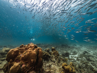 Seascape of coral reef in the Caribbean Sea around Curacao at dive site Playa Grandi with bait ball, various corals and sponges