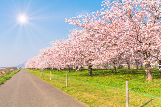Beautiful cherry blossom trees or sakura blooming beside the country road in  spring day. with  sunrise and blue sky  background.