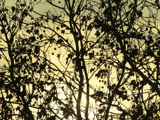 Sun rays through branches silhouette