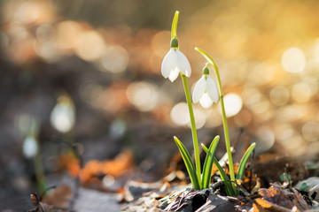 Spring flowers snowdrops (Galanthus nivalis) blooming in a beautiful sunny day Spring season	
