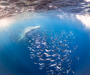 whaleshark