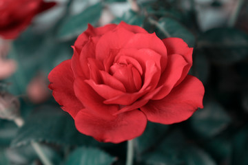 Close up of rose flower