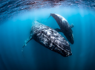 humpback