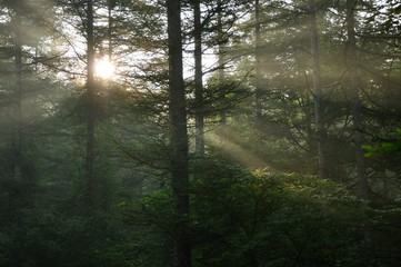 Obraz premium 朝日の斜光線