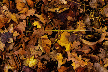 autumn leaves background