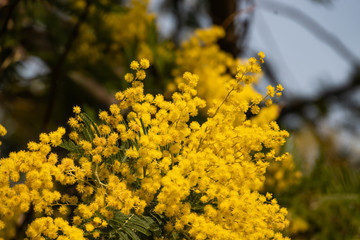 Mimosa Flowers in Bloom in Winter