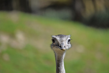 &Ntilde;andu, portrait in front