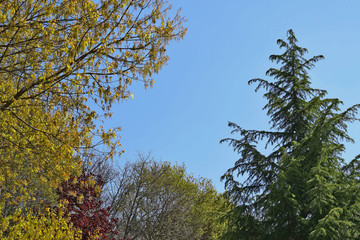 Postcard, trees of a forest in spring