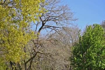 Deciduous and perennial trees in winter