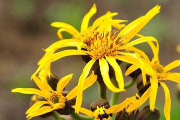 マルバダケブキ