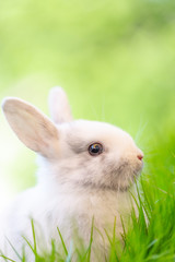 Hase auf Card Hintergrund Motiv