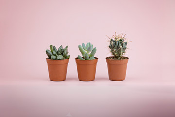 Three lovely and fresh succulents and cactus on a pink background